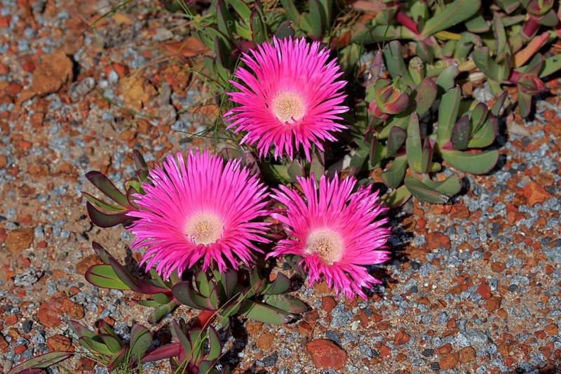 Hottentot-fig (Carpobrotus edulis)