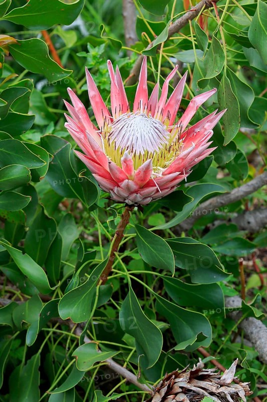 King Protea (Protea cynaroides)