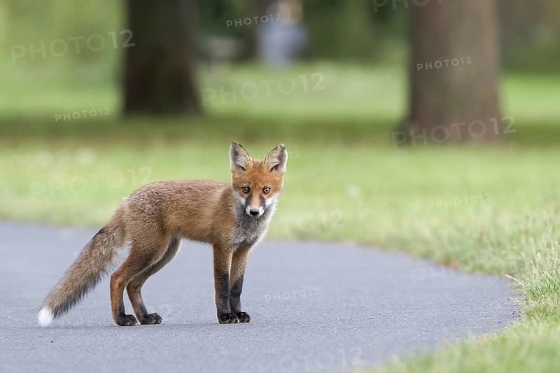 Red fox (Vulpes vulpes)