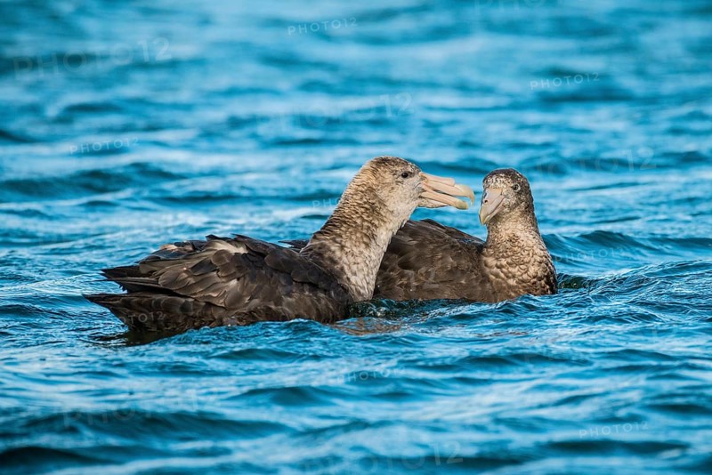 Southern giant petrels (Macronectes giganteus)