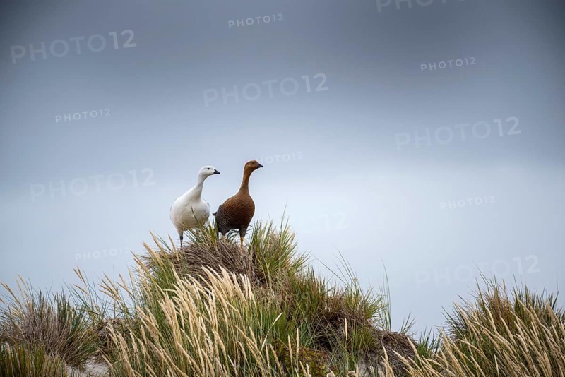 Upland Geese (Chloephaga picta)