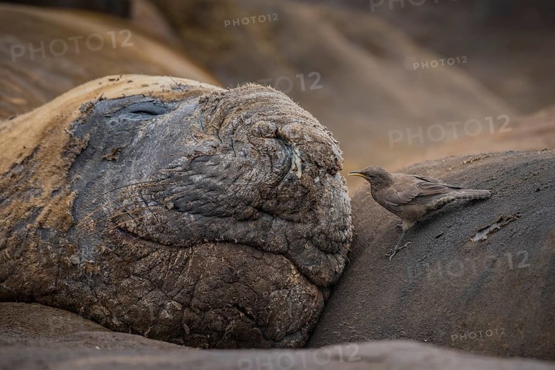 Southern elephant seal (Mirounga leonina) and Blackish Cinclodes