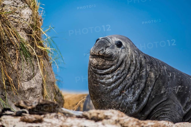 Southern elephant seal (Mirounga leonina)