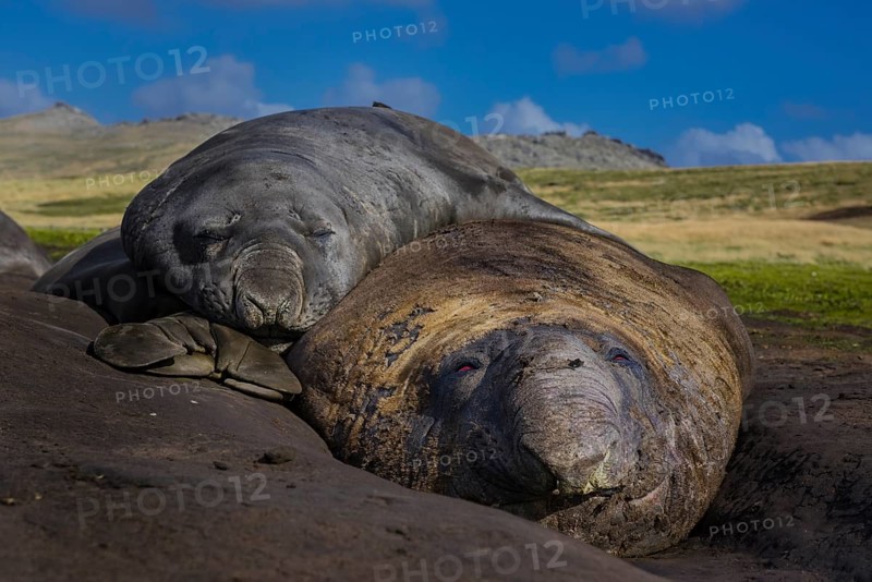 Southern elephant seals (Mirounga leonina)