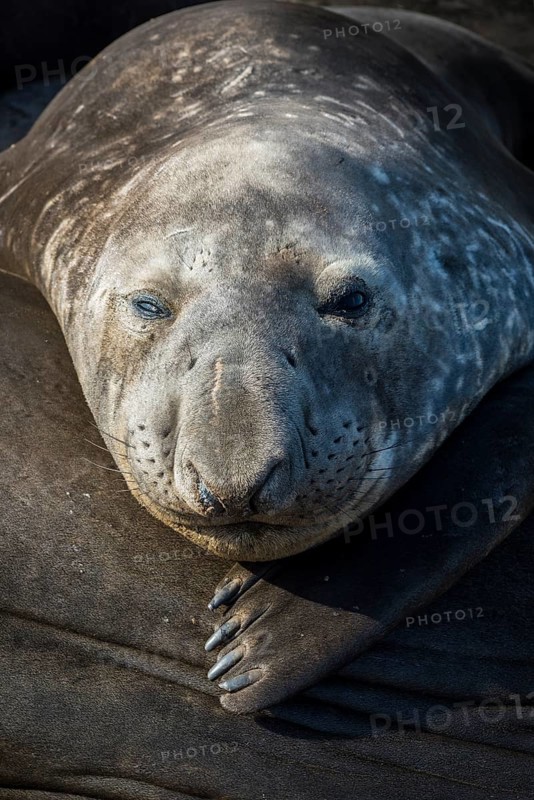 Southern elephant seal (Mirounga leonina)