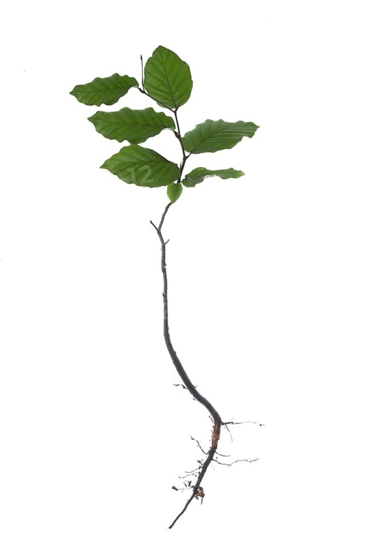 Oriental beech (Fagus orientalis)
