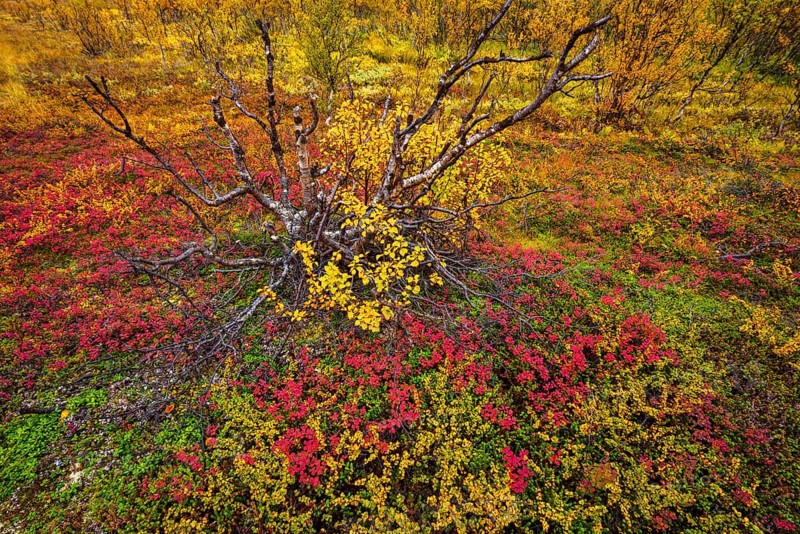 Autumnally discolored vegetation