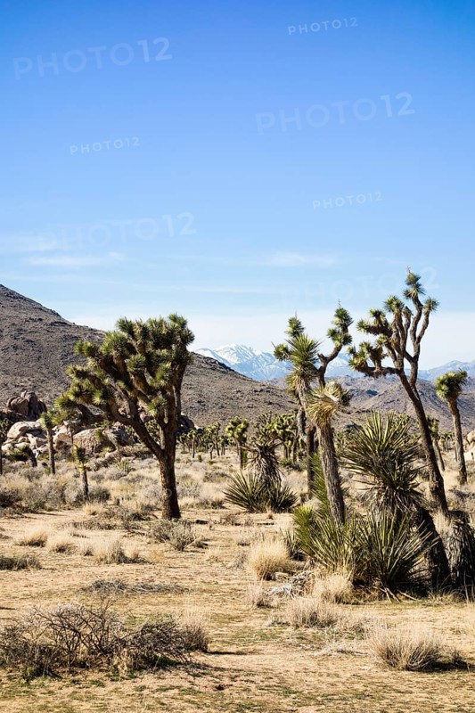 Joshua Trees (Yucca brevifolia) in barren desert landscape