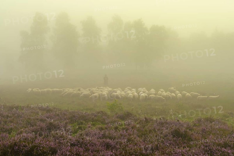 Shepherd with a flock of sheep in the heath at the Thuelsfeld dam at sunrise in the fog