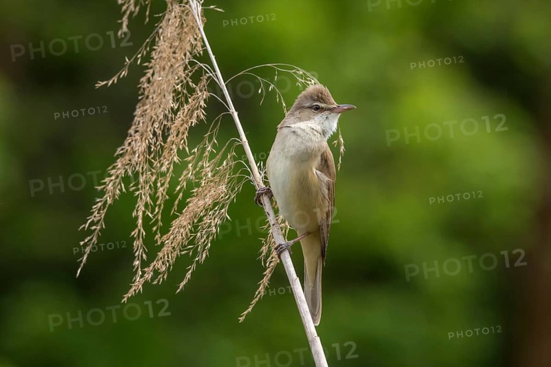 Great Reed Warbler (Acrocephalus arundinaceus ) to reed stem