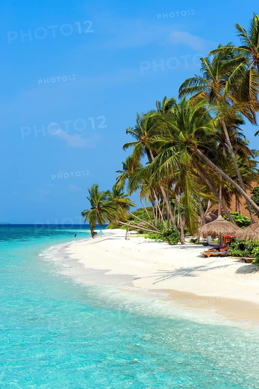 Lagoon and beach with (Cocos nucifera)