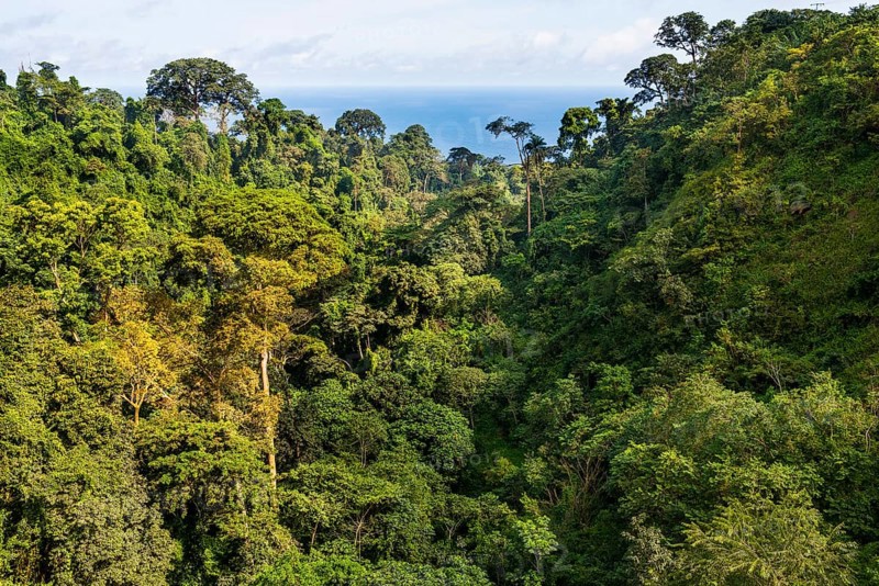 Tropical jungle
