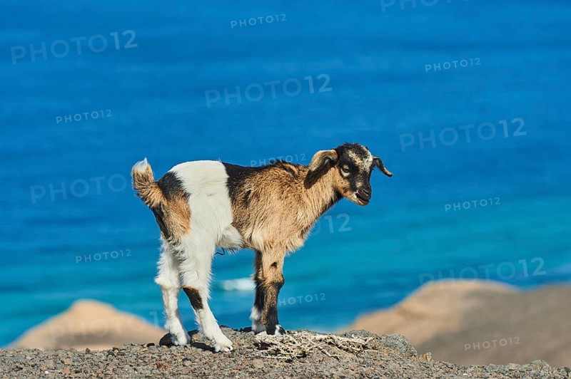 Domestic Goat (Capra aegagrus hircus )