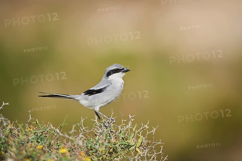 Great grey shrike (Lanius excubitor) sitting on a branch
