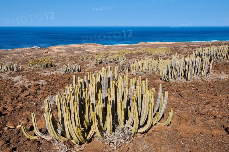 Canary Island spurge (Euphorbia canariensis )