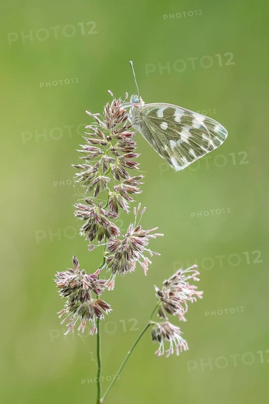 Eastern Bath White (Pontia edusa) sits on grass