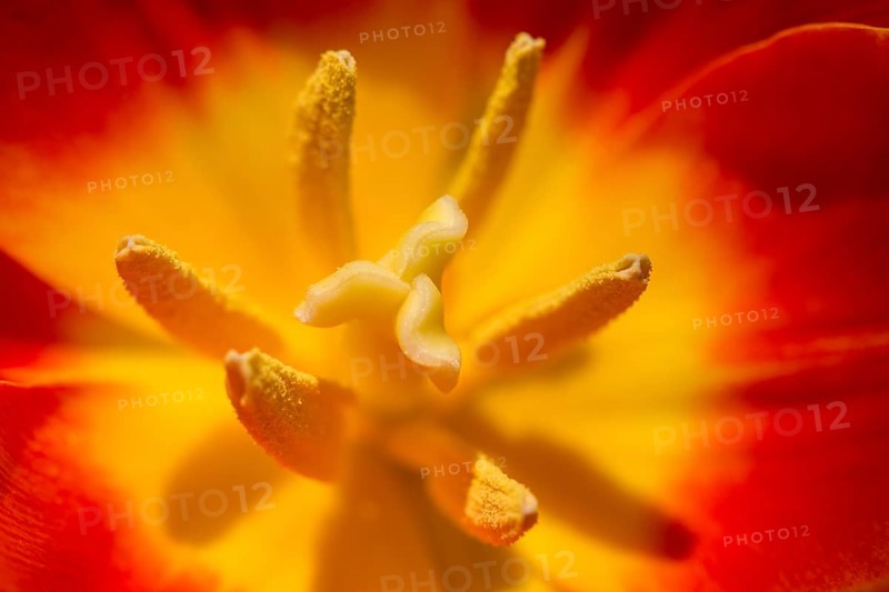 Red Tulips (Tulipa sp.)
