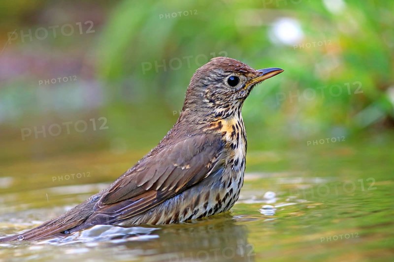 Song thrush (Turdus philomelos) bathes in shallow water
