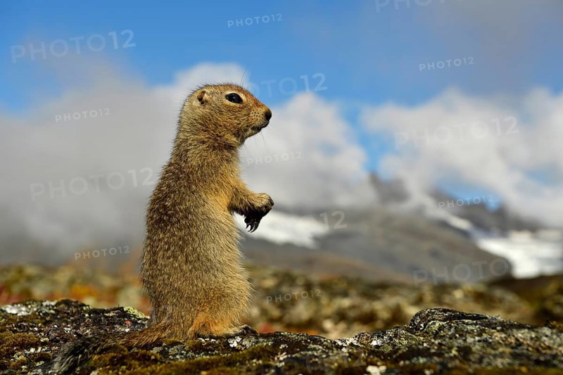 Arctic ground squirrel (Spermophilus parryii)