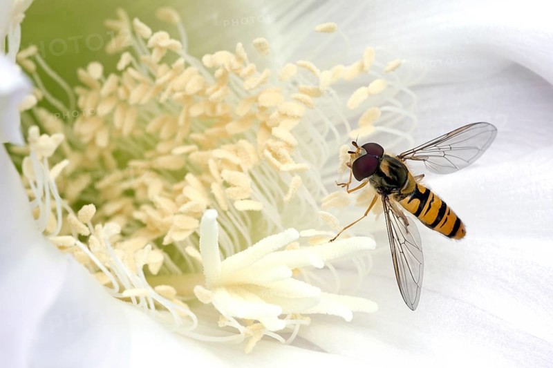 Hoverfly (Syrphidae) sitting on cactus flower (Echinopsis sp.)