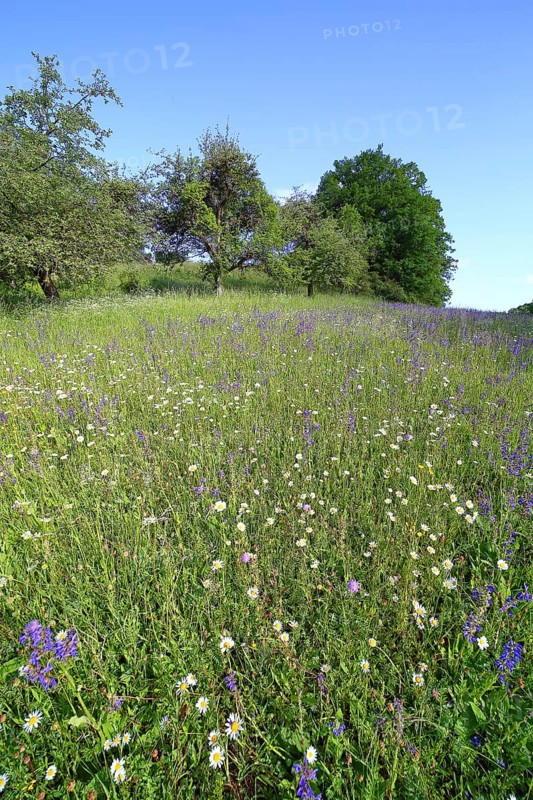 Colourful flowering species-rich meadow in spring