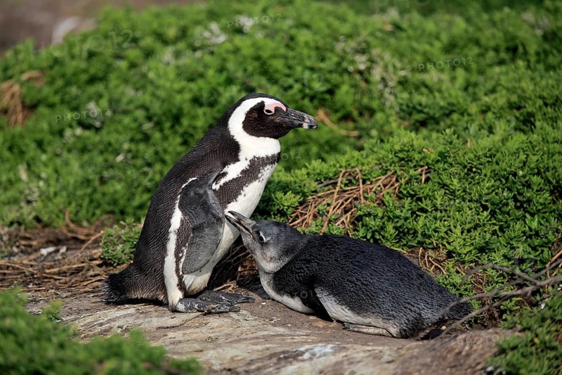 African penguin (Spheniscus demersus)