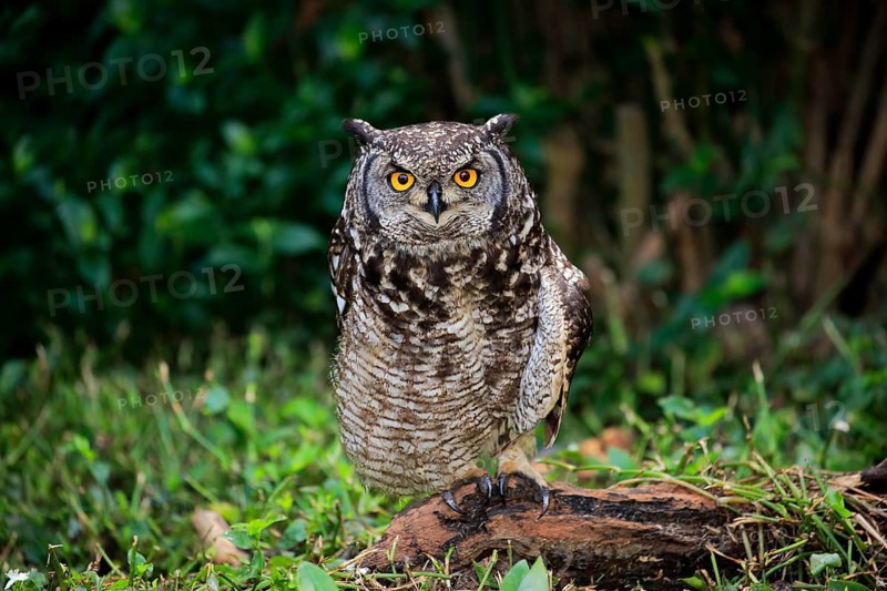 Spotted Eagle-Owl (Bubo africanus)