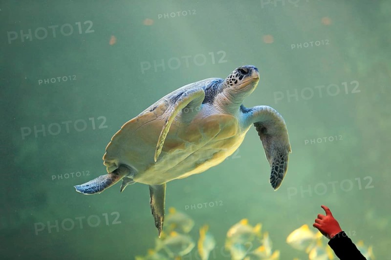 Green turtle (Chelonia mydas)