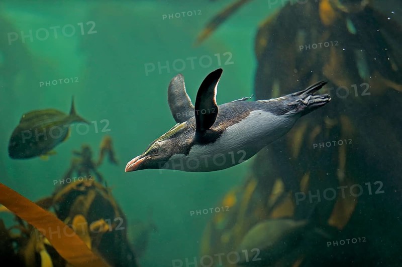 Northern Rockhopper Penguin (Eudyptes chrysocome)