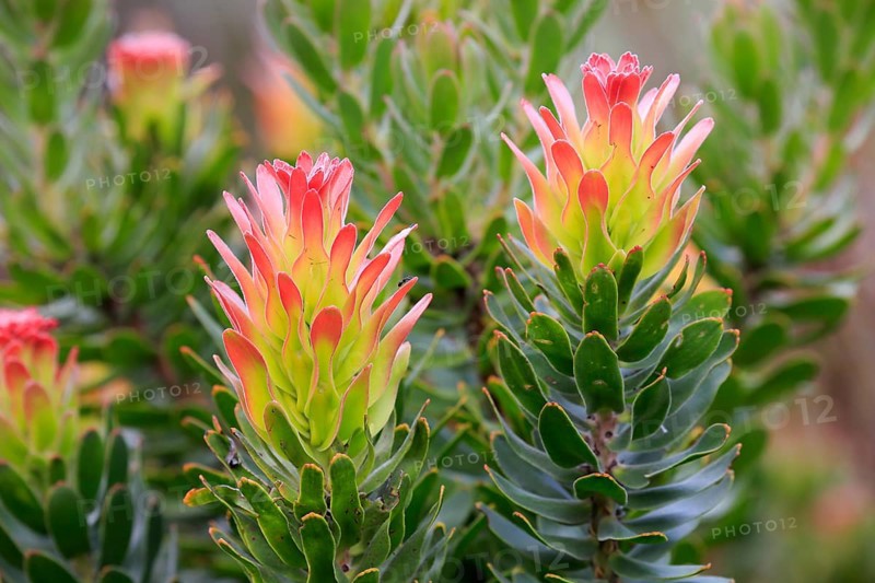 Protea