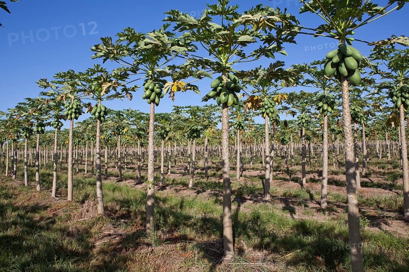 Papaya Plantation