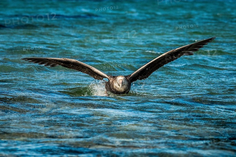 Southern giant petrel (Macronectes giganteus) lands on water