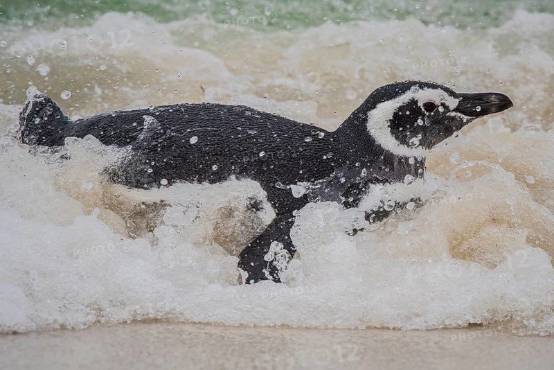 Magellanic penguin (Spheniscus magellanicus) in the surf at the beach