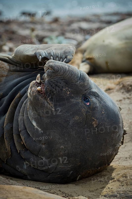 Southern elephant seal (Mirounga leonina)