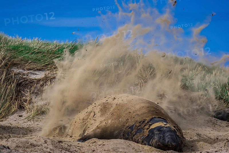 Southern elephant seal (Mirounga leonina)
