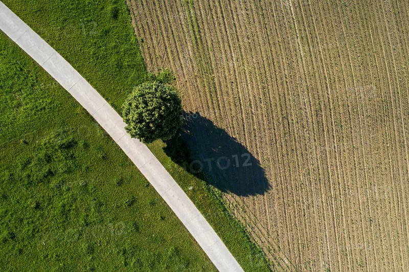 Solitaire tree