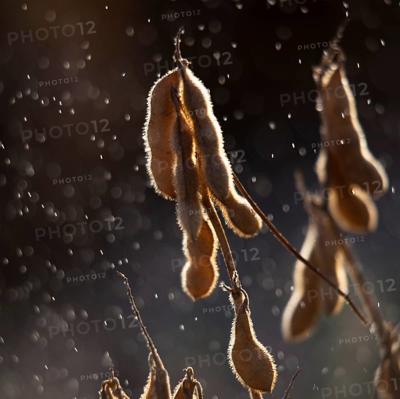 Mature Soybean ready to Harvest near Luis Eduardo Magalhaes