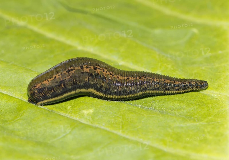 Medicinal leech (Hirudo medicinalis) on a green sheet