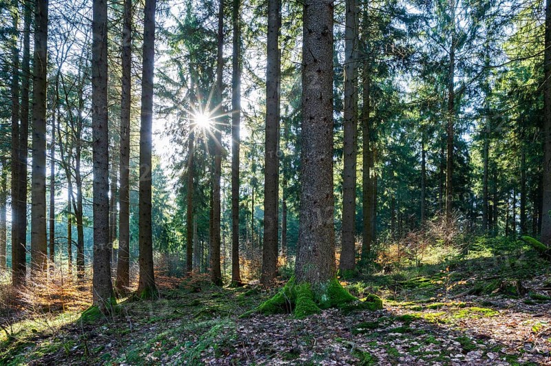 Spruce forest (Picea abies) in backlight with sun star