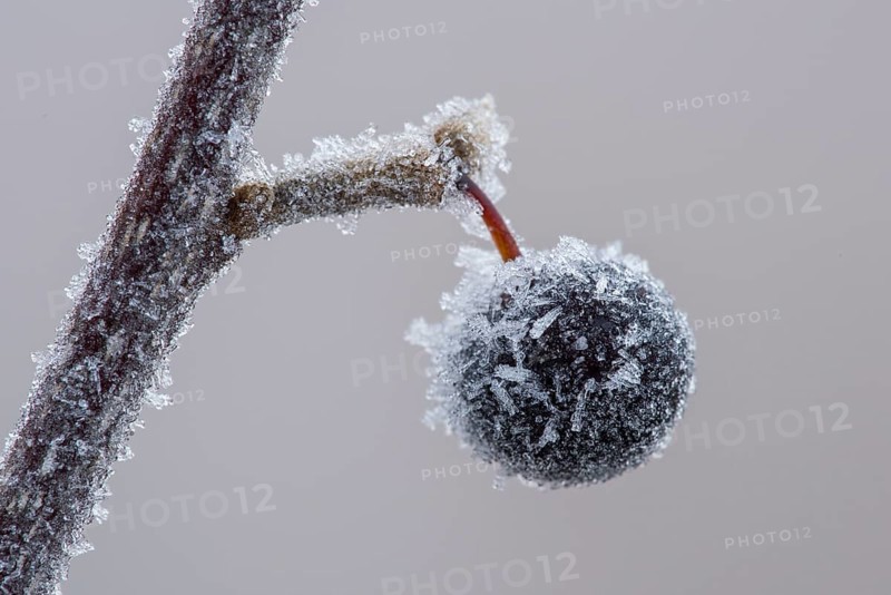 Frozen berry of a grape cherry (Prunus padus L.) in hoarfrost
