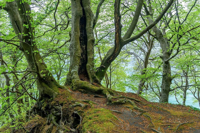 Rooted beech (Fagus sylvatica) on a steep slope on Ruegen in spring