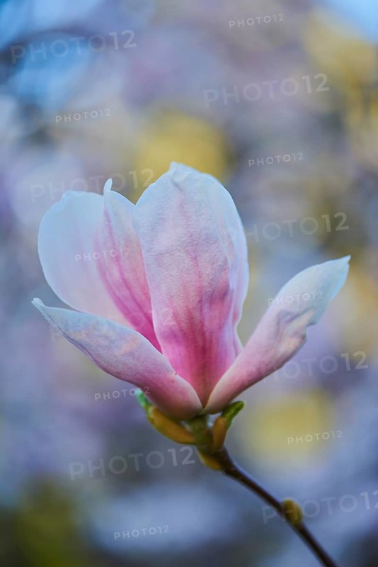 Flower of Saucer Magnolia (Magnolia x soulangeana)