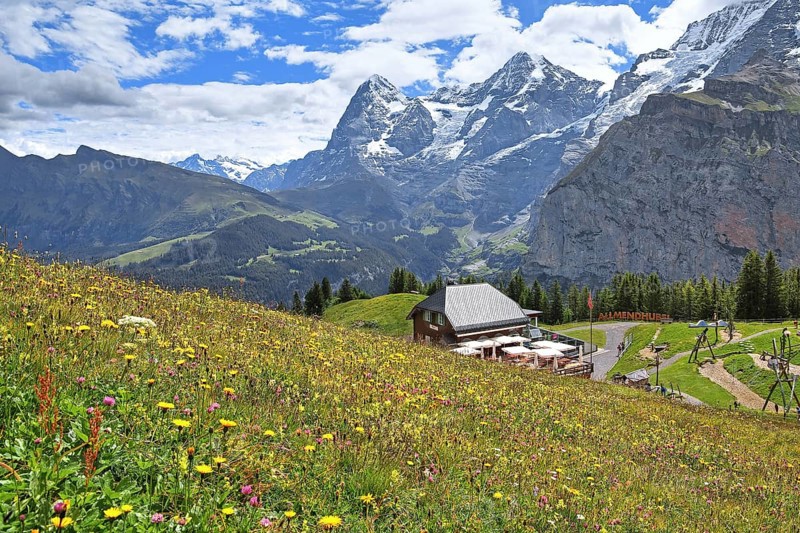 Blossoming mountain meadow and mountain inn Almendhubel in front of the Eiger and Moench