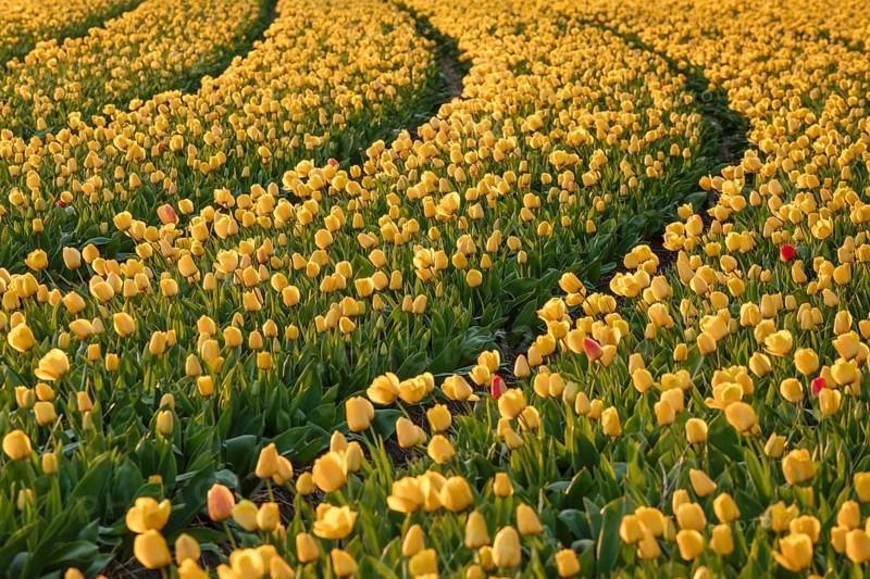 Tulip field at sunset