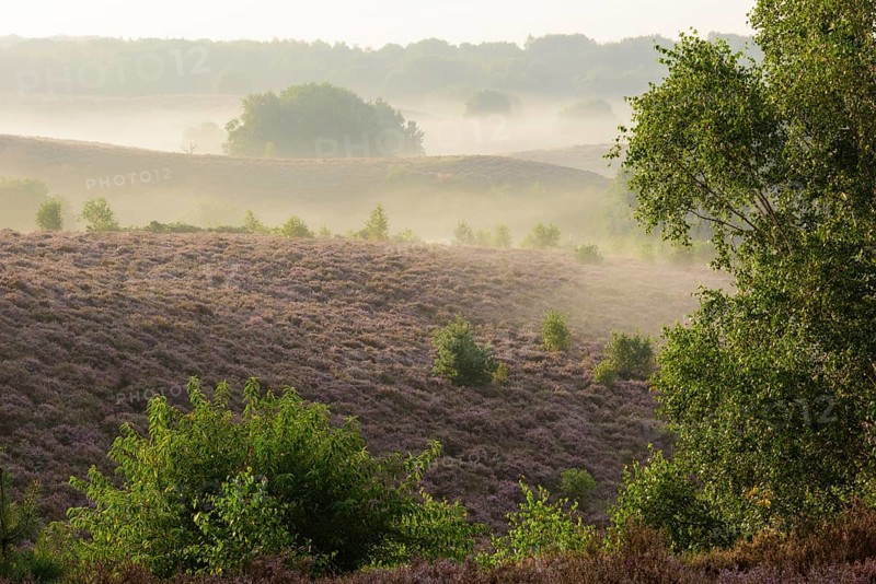Blooming heath with fog in the valleys