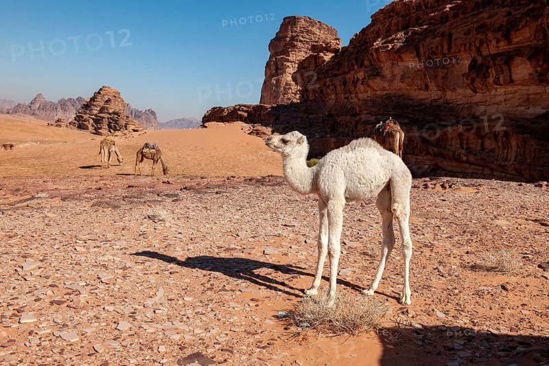 Dromedary (Camelus dromedarius)