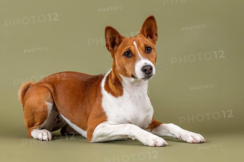 Basenji or Congo Terrier (Canis lupus familiaris)