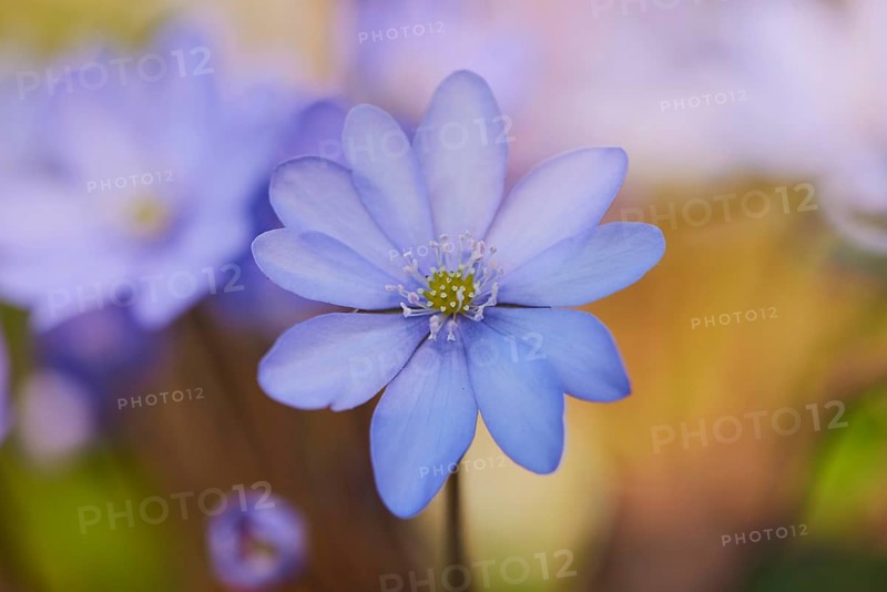 Common hepatica (Anemone hepatica )