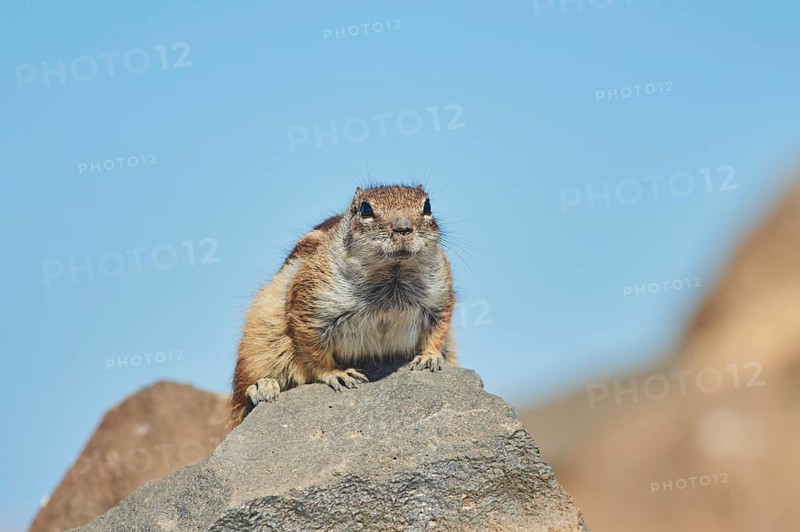 Barbary ground squirrel (Atlantoxerus getulus ) on rocks