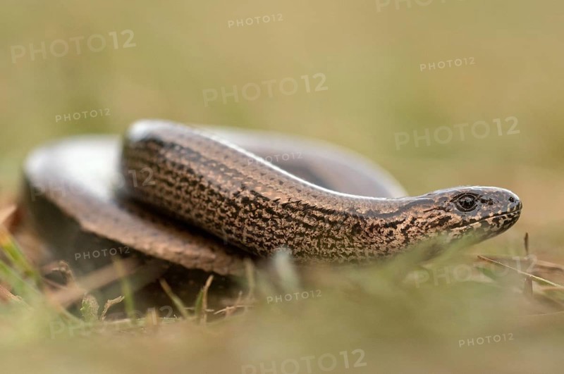 Slow worm (Anguis fragilis) meandering through a meadow